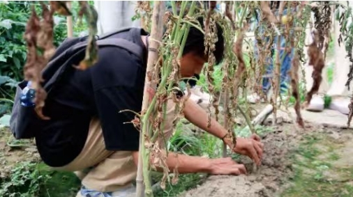 華東交通大學“火車頭”實踐隊的大棚“問診記”